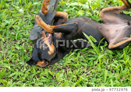 Small pincher dog bite flip flop Small pincher dog bite flip flop 97732976