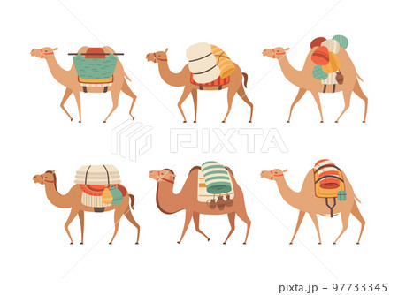 Set of camels. Wild and domesticated animals with traditional colorful saddles cartoon vector illustration 97733345