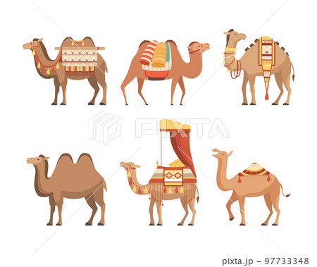 Set of camels. Wild and domesticated desert caravan animals with saddles cartoon vector illustration 97733348