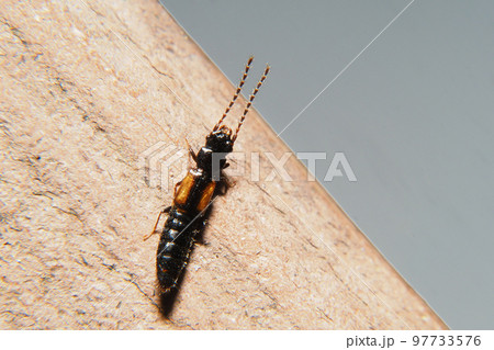 ハネカクシの一種 97733576