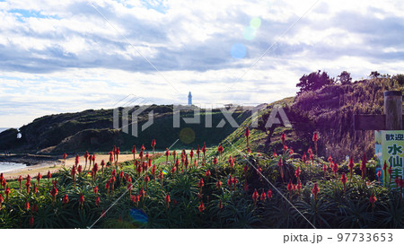 静岡県下田市爪木崎（スイセンとアロエで有名な）の冬　 97733653