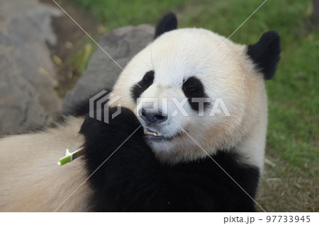 おいしそうに竹を食べる桃浜 おいしそうに竹を食べる桃浜 97733945