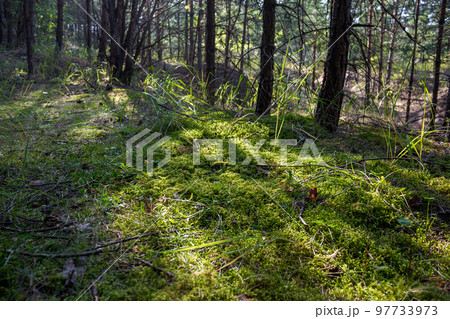 Green moss carpet in forest area Green moss carpet in forest area 97733973