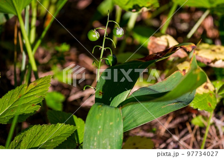 Lily of the valley with green berries in July Lily of the valley with green berries in July 97734027