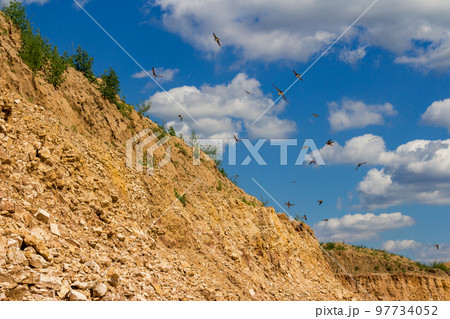 Sand martin (Riparia riparia) fly near their minks in the quarry walls Sand martin (Riparia riparia) fly near their minks in the quarry walls 97734052