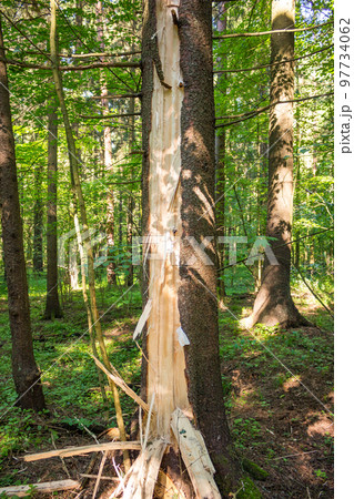 Breaking a tree after being struck by lightning 97734062