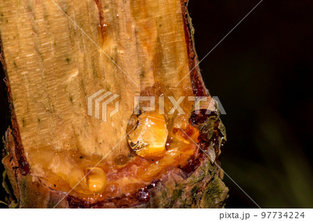 Accumulating pine resin on a broken tree 97734224