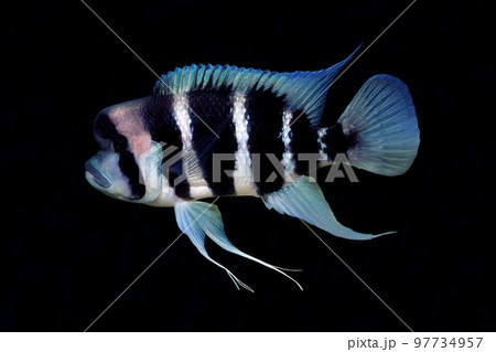 フロントーサ　アフリカンシクリッド　黒バック 97734957