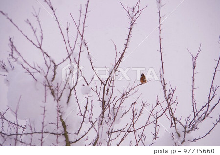 雪の中の野鳥 97735660