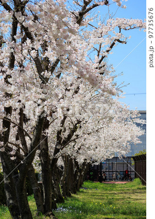 晴天の桜並木「兵庫県」 97735676