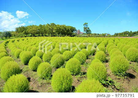 爽やかコキア 97735791