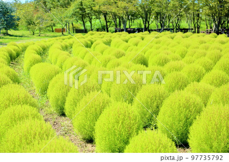 爽やかコキア 97735792