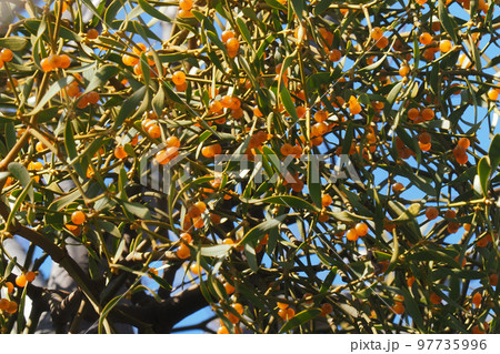 アカミヤドリギの実 アカミヤドリギの実 97735996