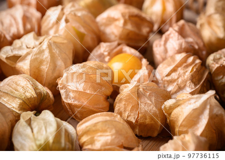 Cape gooseberry, golden berry or ground cherry (Physalis peruviana), Ripe orange fruit 97736115