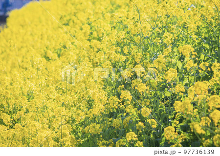 菜の花 97736139