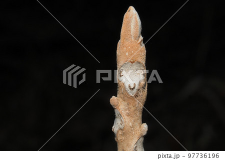 オニグルミの葉痕と冬芽 オニグルミの葉痕と冬芽 97736196