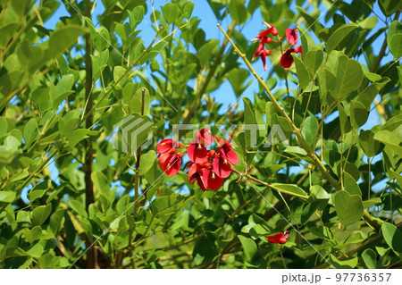 アメリカデイゴの花 アメリカデイゴの花 97736357