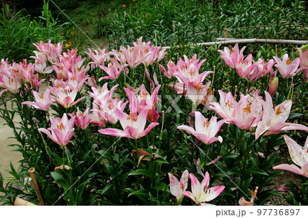 花の文化園　群生するスカシユリ 97736897