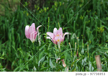 花の文化園 テッポウユリの仲間 花の文化園 テッポウユリの仲間 97736953