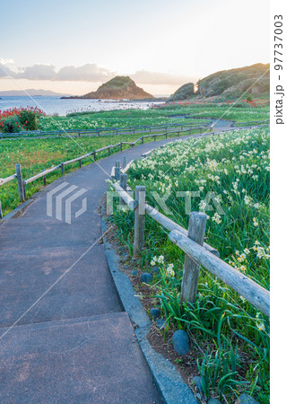 （静岡県）南伊豆・爪木崎自然公園の水仙　夜明け 97737003