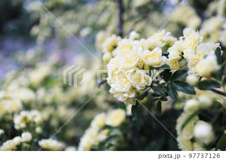 モッコウバラの花束 モッコウバラの花束 97737126