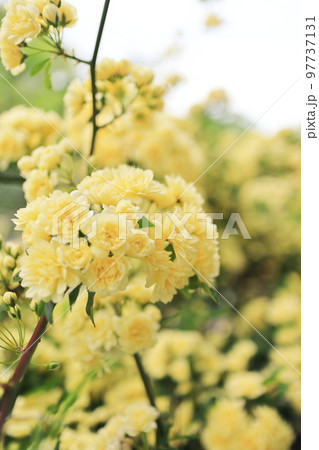 黄色いモッコウバラの花 黄色いモッコウバラの花 97737131