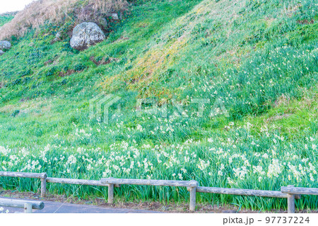 （静岡県）爪木崎自然公園の水仙　早朝 97737224