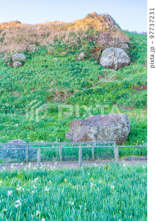 (静岡県)爪木崎自然公園の水仙 早朝 (静岡県)爪木崎自然公園の水仙 早朝 97737231