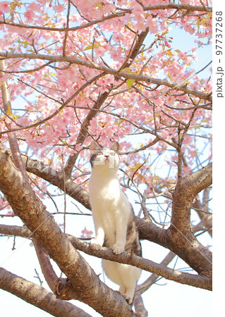 河津桜と猫 河津桜と猫 97737268