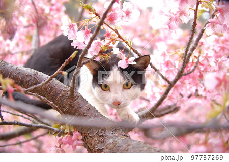 河津桜と猫 河津桜と猫 97737269