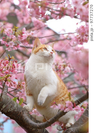 河津桜と猫 97737270