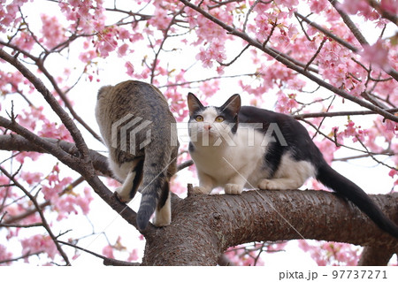 河津桜と猫 河津桜と猫 97737271