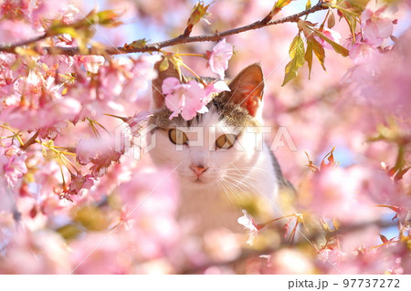 河津桜と猫 97737272