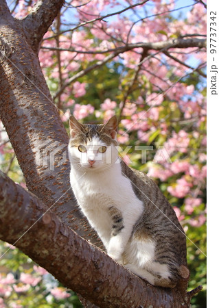河津桜と猫 97737342