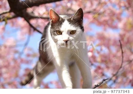 河津桜と猫 河津桜と猫 97737343
