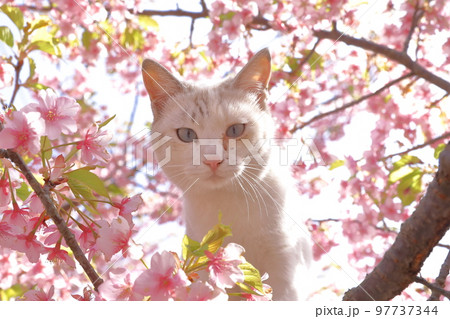 河津桜と猫 97737344