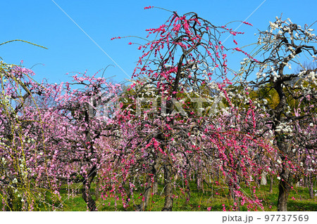 東海地方のしだれ梅の名所 東海地方のしだれ梅の名所 97737569