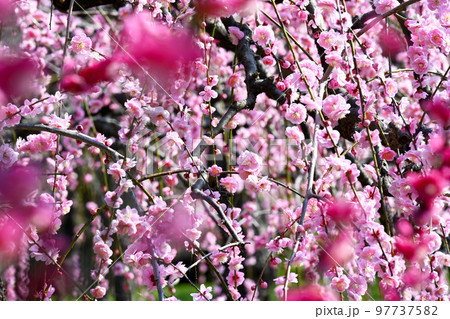 早春 咲き誇るしだれ梅 早春 咲き誇るしだれ梅 97737582