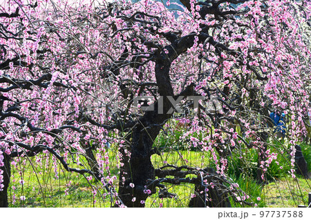 早春 咲き誇るしだれ梅 早春 咲き誇るしだれ梅 97737588