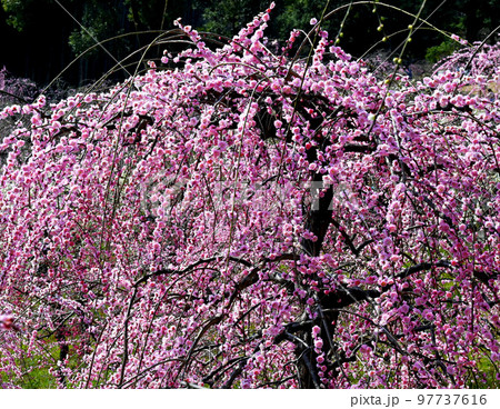 早春 咲き誇るしだれ梅 早春 咲き誇るしだれ梅 97737616