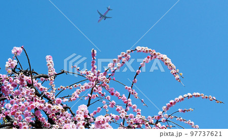 しだれ梅と飛行機 97737621