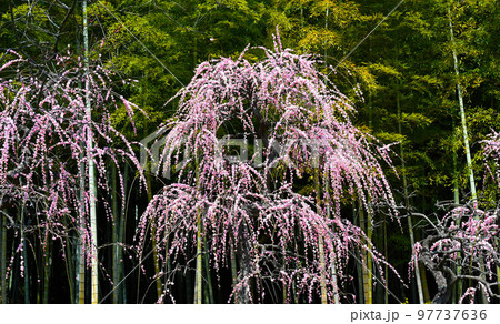 竹林としだれ梅 97737636