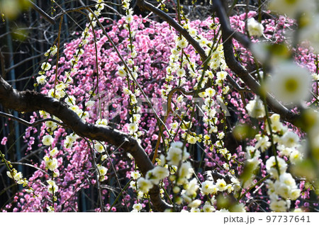 早春　咲き誇るしだれ梅　 97737641