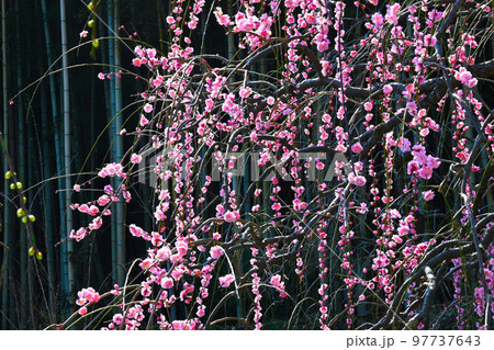 竹林としだれ梅 97737643