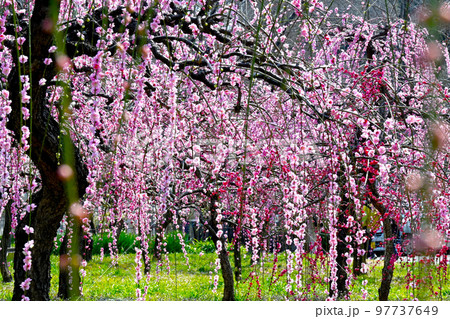 早春　咲き誇るしだれ梅　 97737649