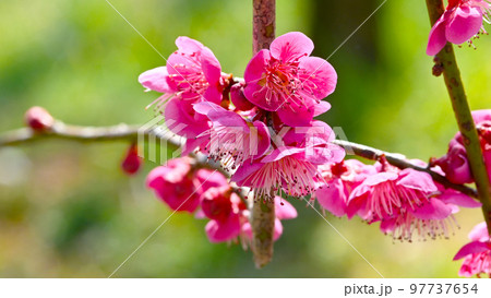 早春　咲き誇るしだれ梅　 97737654