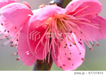 早春 咲き誇るしだれ梅 早春 咲き誇るしだれ梅 97737655