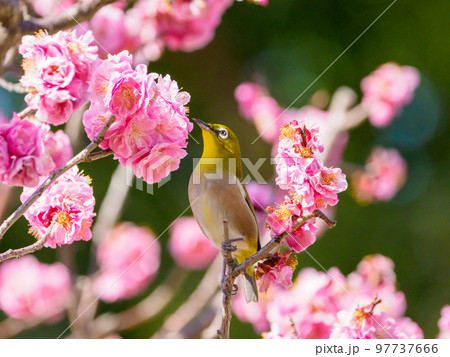 紅梅の花とメジロ 97737666
