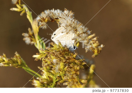 ウラナミシジミ 97737830