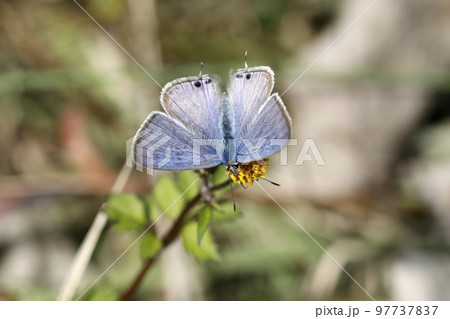 ウラナミシジミ ウラナミシジミ 97737837